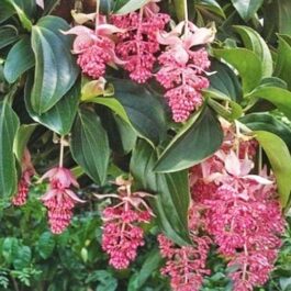 Medinilla myriantha (Single plant)
