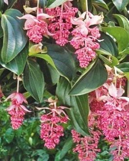 Medinilla myriantha (Single plant)