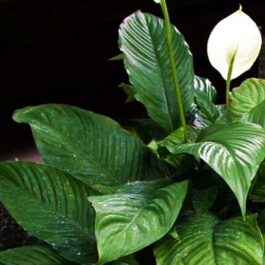 Peace Lily ‘Mauna Loa’/ Broad leaf peace lily