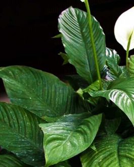 Peace Lily ‘Mauna Loa’/ Broad leaf peace lily