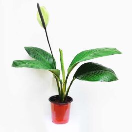 Peace Lily ‘Mauna Loa’/ Broad leaf peace lily