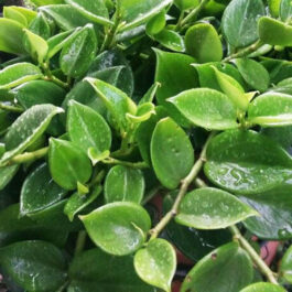 Cupid Peperomia/ Peperomia scandens (single plant)