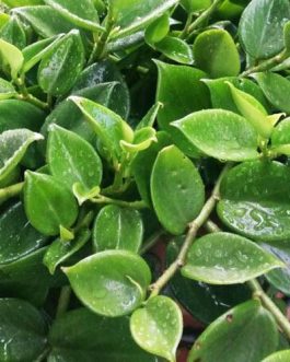 Cupid Peperomia/ Peperomia scandens (single plant)