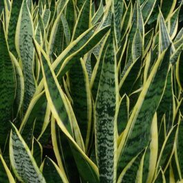 Sansevieria