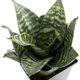 Sansevieria Trifasciata Hahnii/Dwarf Green Snake Plant (Single plant)
