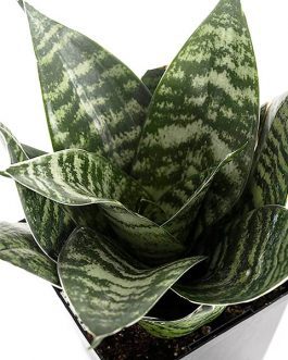 Sansevieria Trifasciata Hahnii/Dwarf Green Snake Plant (Single plant)