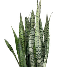 Sansevieria zeylanica/ Sansevieria trifasciata/ Snake Plant