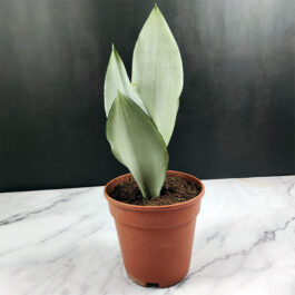 Sansevieria Trifasciata Moonshine