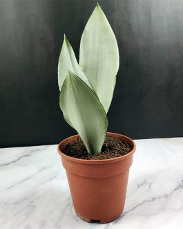 Sansevieria Trifasciata Moonshine