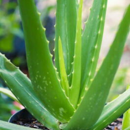 Aloe Vera/Aloe Succulent Plant