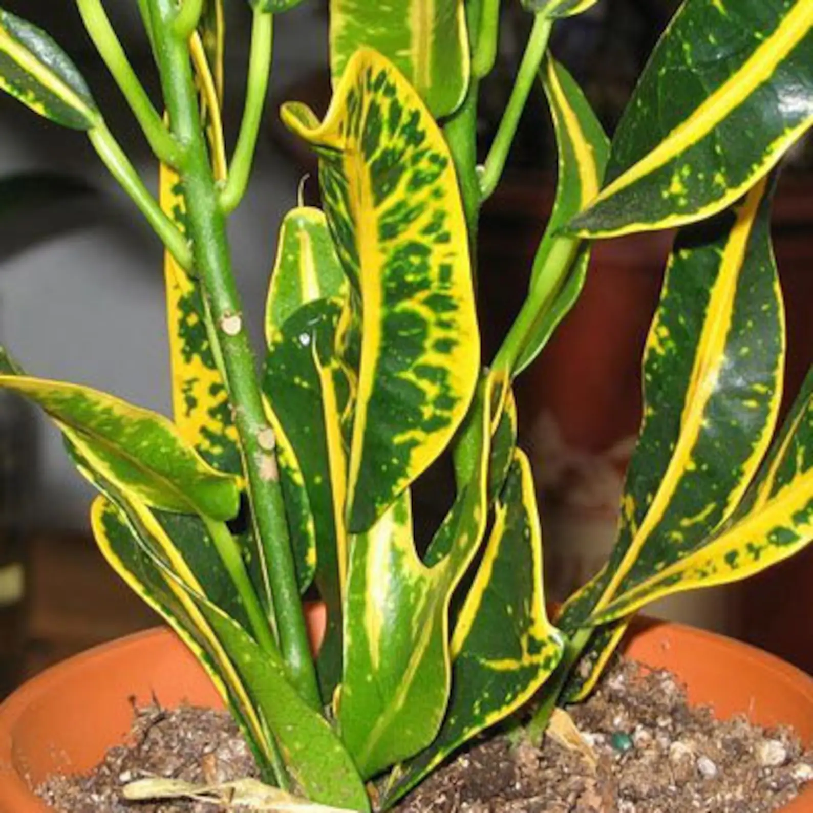 Banana Croton (Single plant) - Image 3