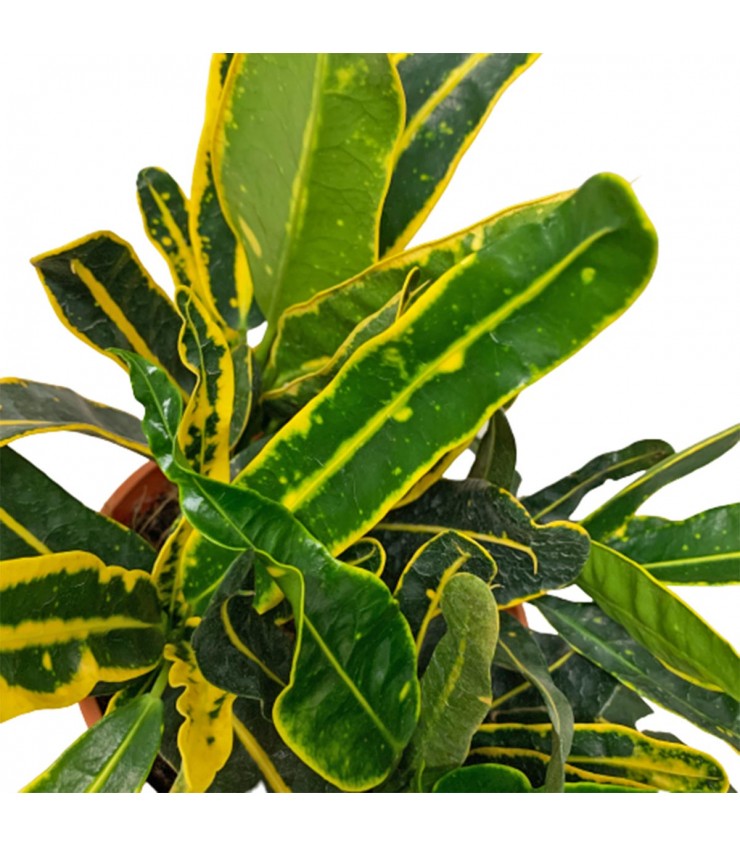 Banana Croton (Single plant) - Image 6