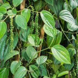 Bush pepper(large single plant)