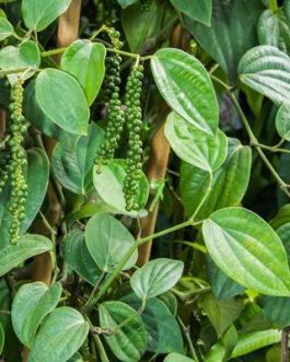 Bush pepper(large single plant)