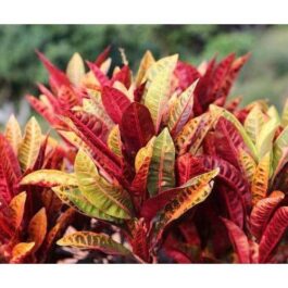 Petra Croton (Single plant)