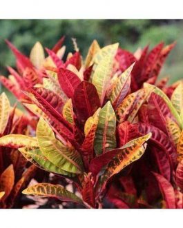 Petra Croton (Single plant)
