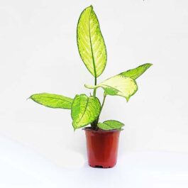 Dieffenbachia seguine /Dumb cane white(large plant)