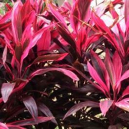 Dracena Mahatma (Single plant)