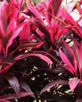 Dracena Mahatma (Single plant)