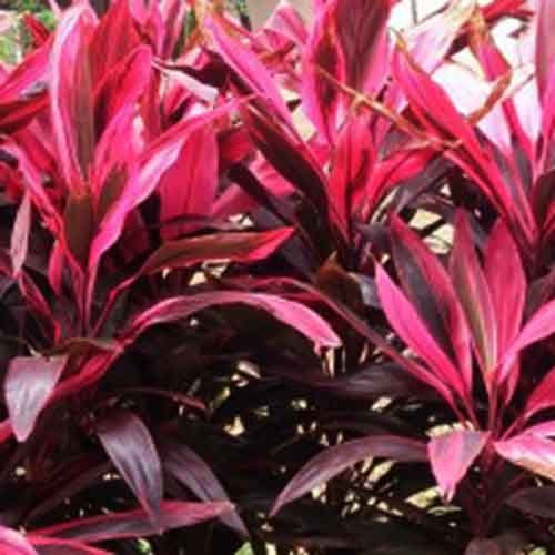 Dracena Mahatma (Single plant)