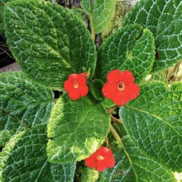 Episcia cupreata-red flower (Single plant)