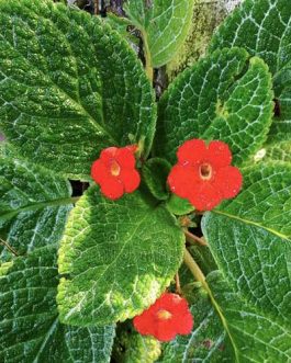 Episcia cupreata-red flower (Single plant)