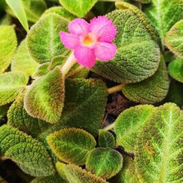 Episcia cupreata-pink flower and dark olive green leaves (Single plant)