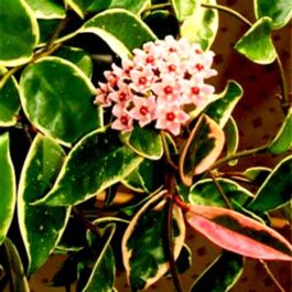 Hoya carnosa Krimson Queen variegated (jiffy sized)