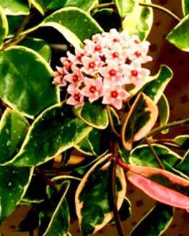 Hoya carnosa Krimson Queen variegated (jiffy sized)