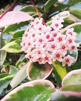 Hoya carnosa Krimson Queen variegated (jiffy sized)