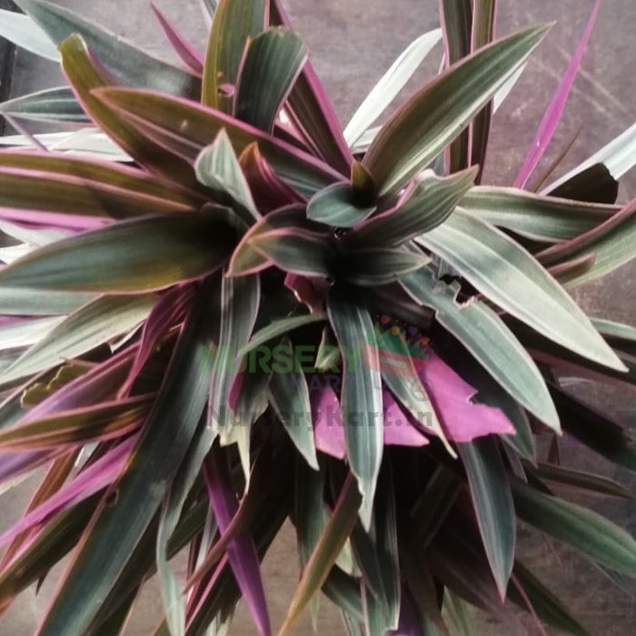 Dracena Mahatma (Single plant) - Image 5