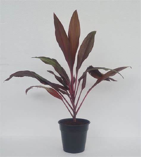 Dracena Mahatma (Single plant) - Image 6