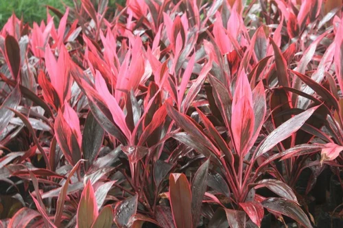 Dracena Mahatma (Single plant) - Image 7