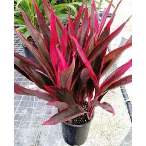 Dracena Mahatma (Single plant) - Image 8