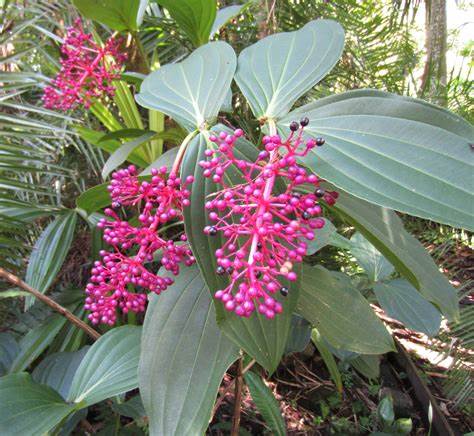 Medinilla myriantha (Single plant) - Image 3