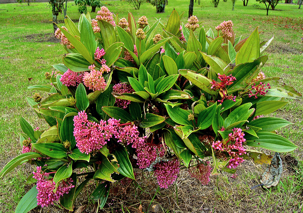 Medinilla myriantha (Single plant) - Image 4