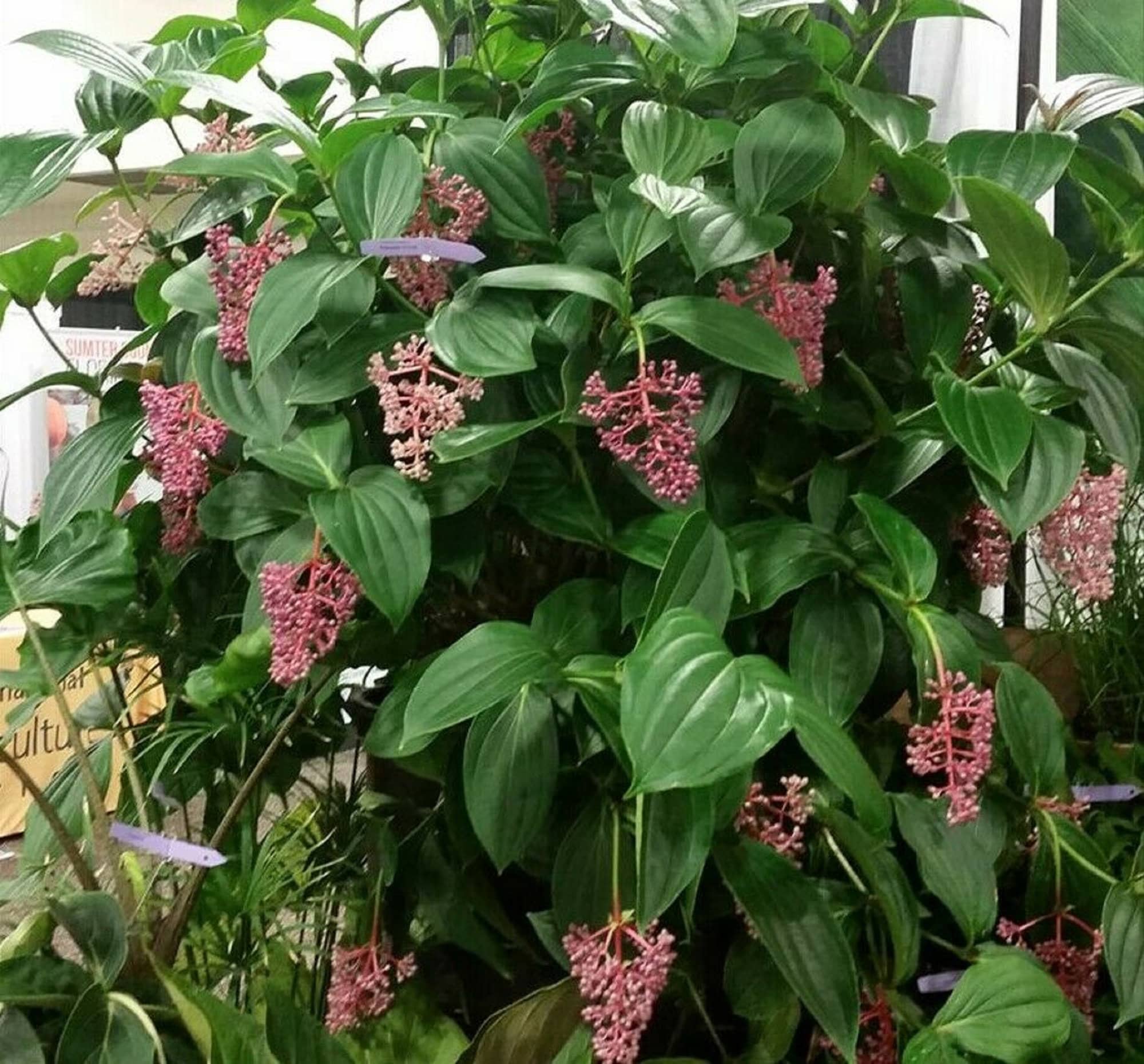 Medinilla myriantha (Single plant) - Image 5