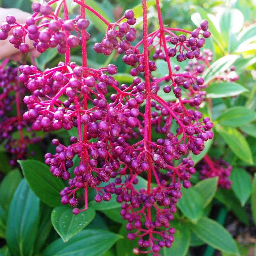 Medinilla myriantha (Single plant) - Image 7