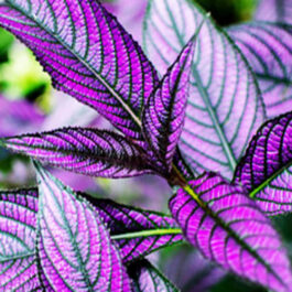 Persian Shield/ Strobilanthes dyerianus