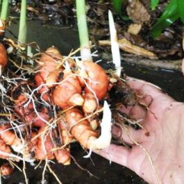 Turmeric plant/ Haldi