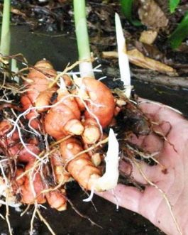 Turmeric plant/ Haldi