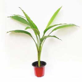 Turmeric plant/ Haldi