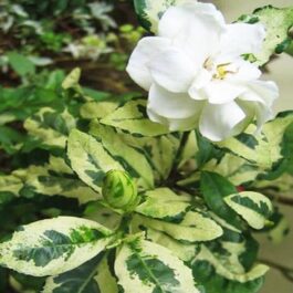 Gardenia jasminoides variegated/ Gandharajan (Single plant)