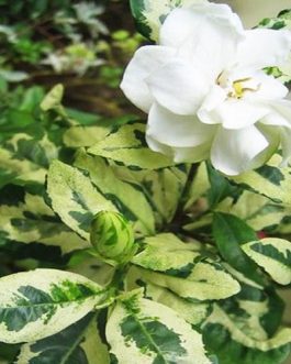 Gardenia jasminoides variegated/ Gandharajan (Single plant)