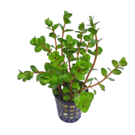 Rotala sp Ceylon (large pot)