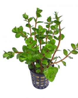 Rotala sp Ceylon (large pot)