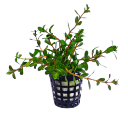 Ammania Sp Sulawesi (large pot)