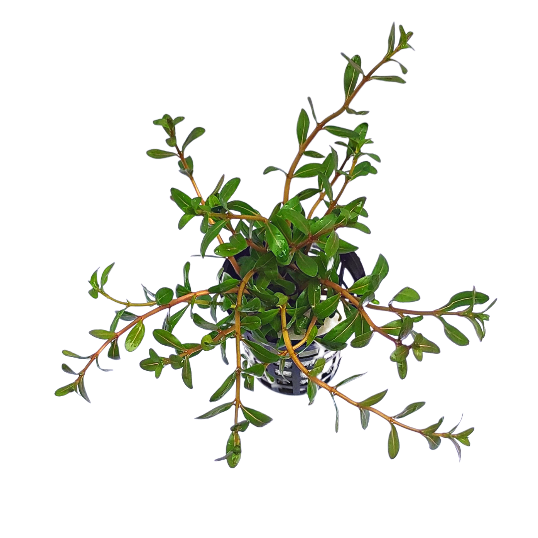 Ammania Sp Sulawesi (large pot) - Image 10