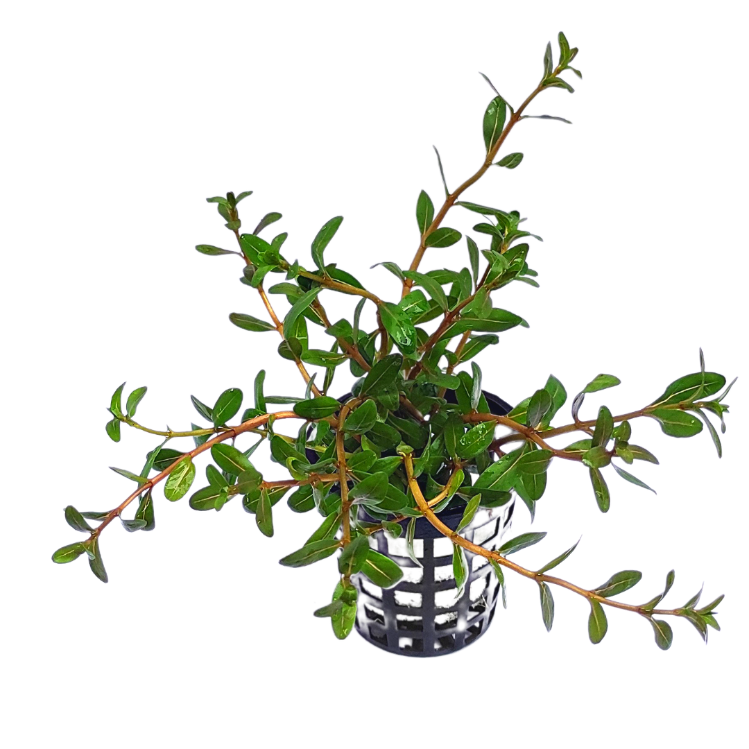 Ammania Sp Sulawesi (large pot) - Image 11