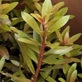 Ammannia pedicellata golden ( 3 stems)